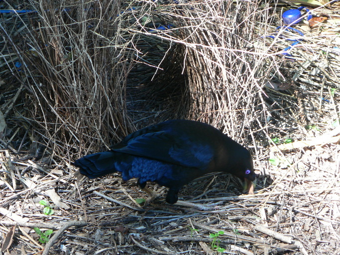 Image of Satin Bowerbird