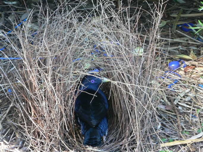 Image of Satin Bowerbird