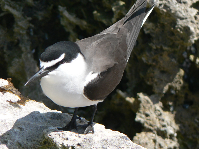 Image of Bridled Tern