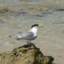 Image of Crested Terns