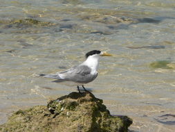 Image of Crested Tern