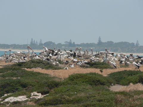 Image of Australian Pelican