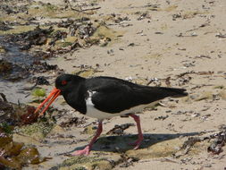 Image of Australian Pied Oystercatcher