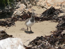 Image of Australian Pied Oystercatcher