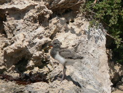 Image of Australian Pied Oystercatcher