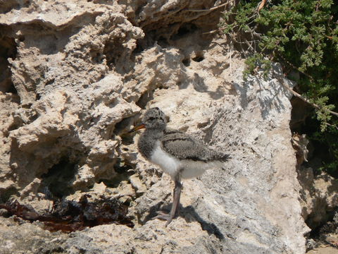 Image of Australian Pied Oystercatcher