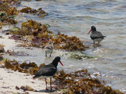 Image of Australian Pied Oystercatcher