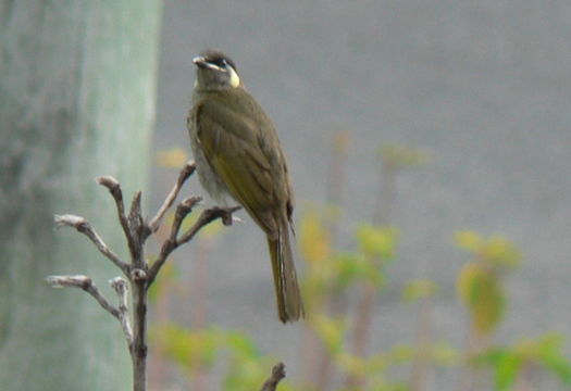 Image of Lewin's Honeyeater