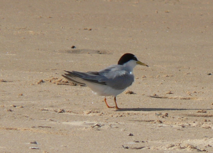 Image of Little Tern