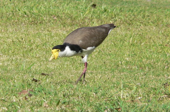 Image of Masked Lapwing