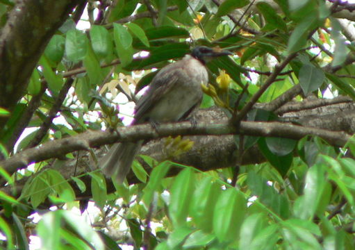 Image of Noisy Friarbird