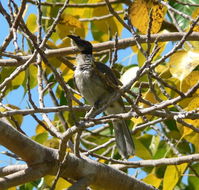 Image of Noisy Friarbird