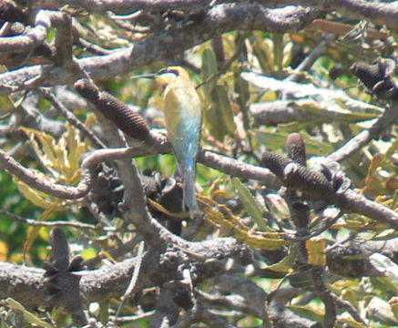 Image of Rainbow Bee-eater