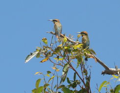 Image of Rainbow Bee-eater