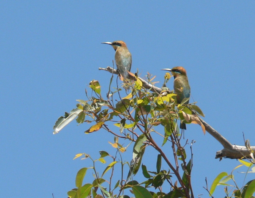 Image of Rainbow Bee-eater