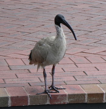 Image of Australian White Ibis