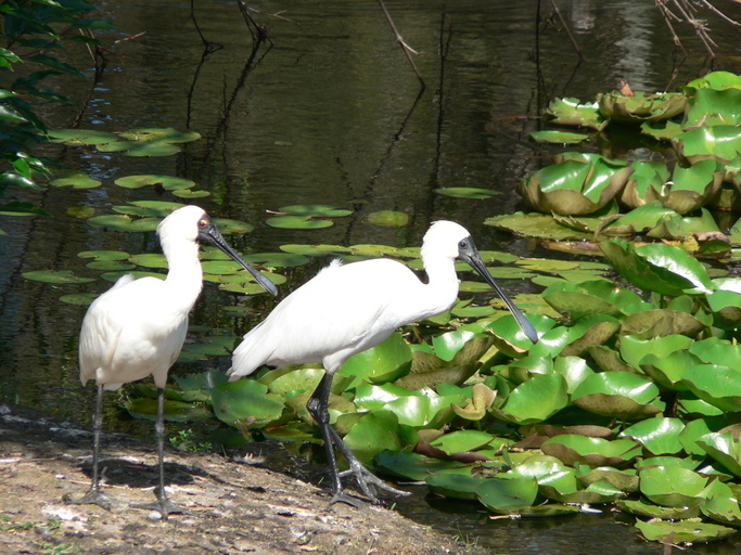Image of Royal Spoonbill