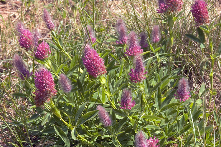 Image of Red Trefoil