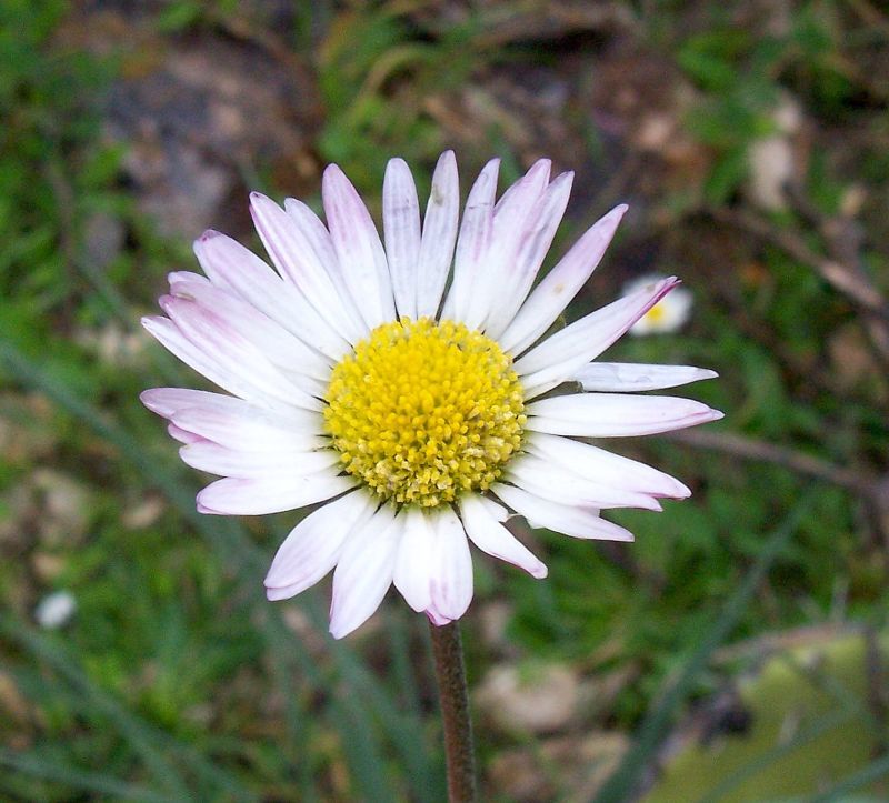 Image of Daisy