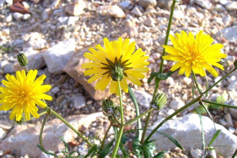 Imagem de Sonchus tenerrimus L.