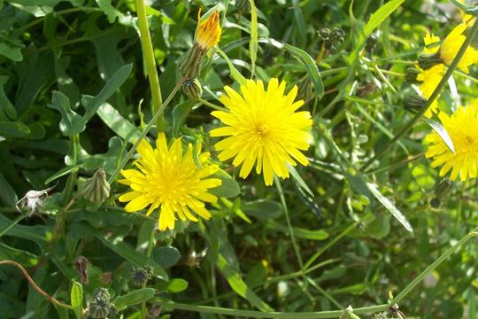 Plancia ëd Sonchus tenerrimus L.