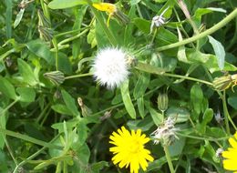 Image of slender sowthistle