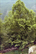 Image of Large-leaved Lime