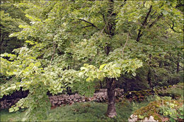 Image of Large-leaved Lime