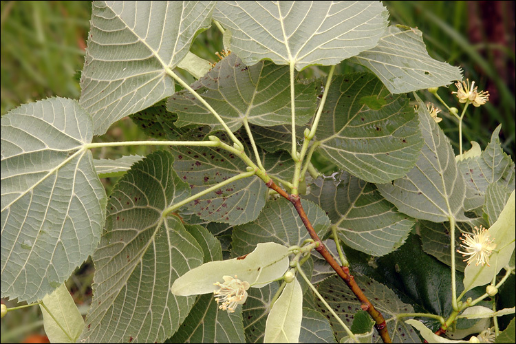 Image of Large-leaved Lime