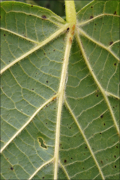 Image of Large-leaved Lime