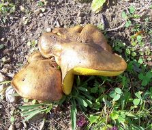 Imagem de Suillus collinitus (Fr.) Kuntze 1898