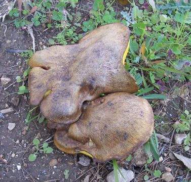 Image of Suillus collinitus (Fr.) Kuntze 1898