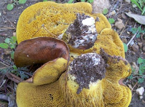 Image of Suillus collinitus (Fr.) Kuntze 1898