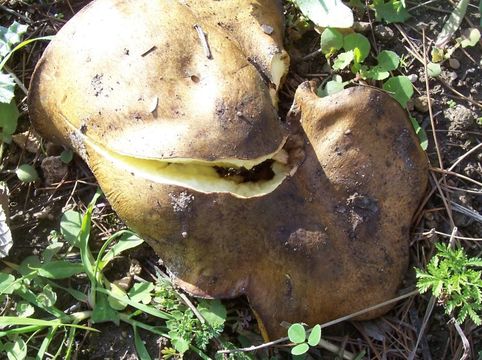 Imagem de Suillus collinitus (Fr.) Kuntze 1898