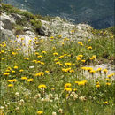 Image of hawkbit