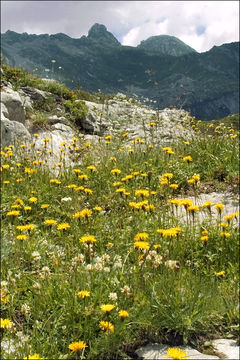 Image of bristly hawkbit