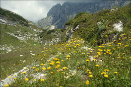 Image of bristly hawkbit