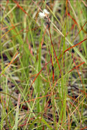 Image of white cottongrass