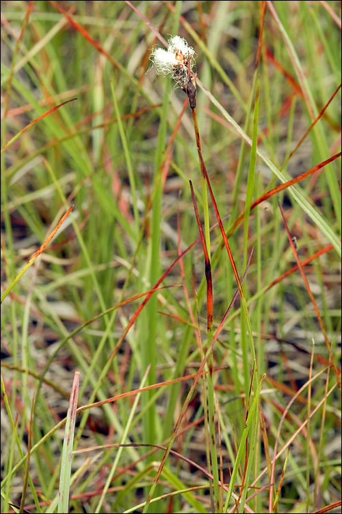 Plancia ëd Eriophorum scheuchzeri Hoppe