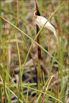 Image of white cottongrass