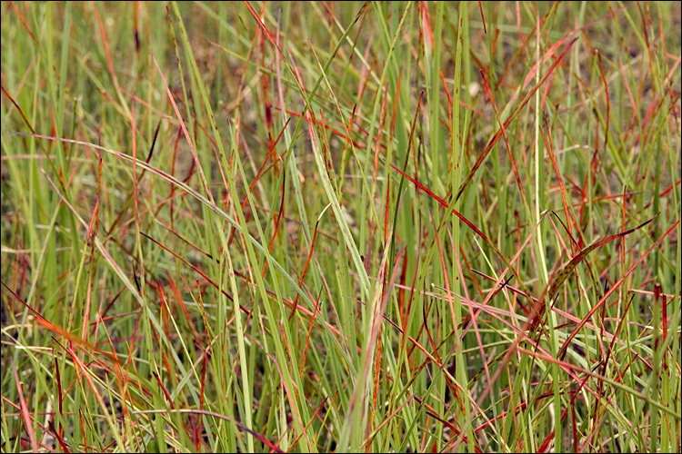 Plancia ëd Eriophorum scheuchzeri Hoppe