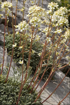 Image of Encrusted Saxifrage