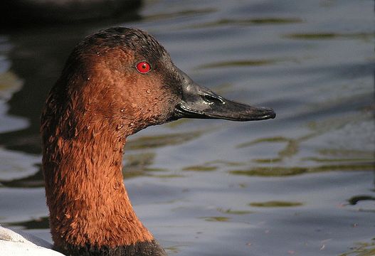 Image of Canvasback