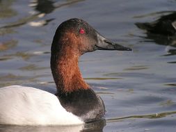 Image of Canvasback