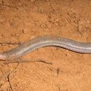 Image of Mertens'  Worm Lizard