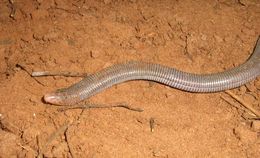 Image of Mertens'  Worm Lizard