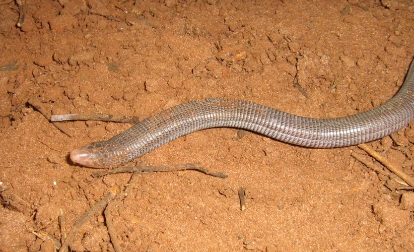 Image of Mertens'  Worm Lizard