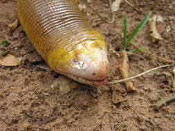 Image of Red Worm Lizard