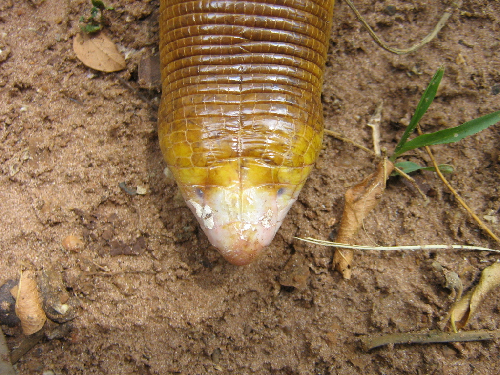 Image de Amphisbaena alba Linnaeus 1758