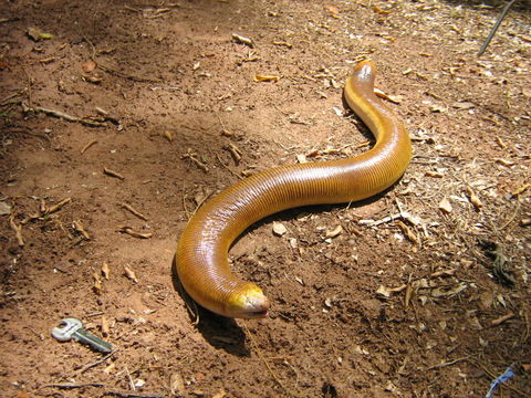 Image of Red Worm Lizard